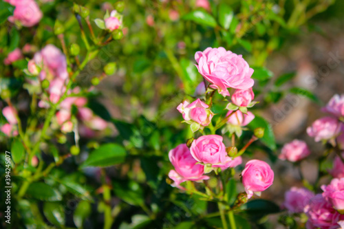 Beautiful bush of garden pink roses