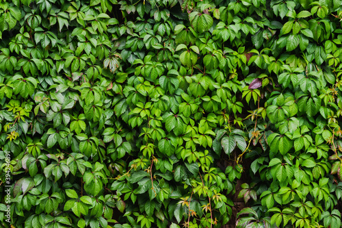Wallpaper Mural Background of green leaves, fence overgrown with plants, courtyard decor. Torontodigital.ca