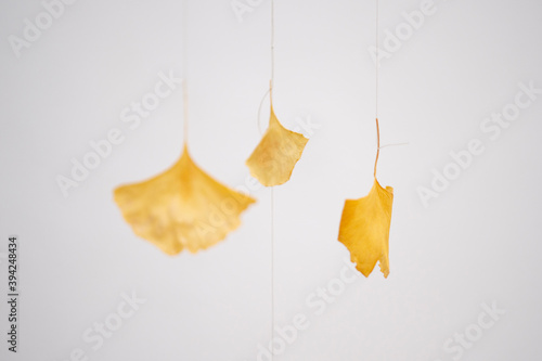 Hängende, zarte Ginkgo-Blätter