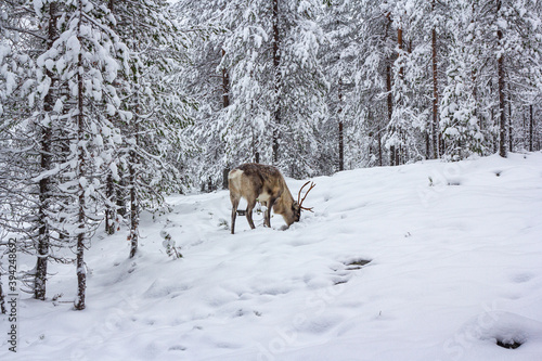 The deer in the snow of winter forest.