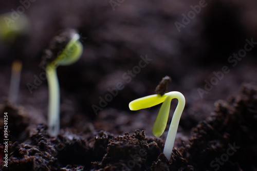 Macro view of germinating seeds on dark soil