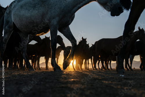 sun shining through horses feet low angle. Herd of horses. row horse feet