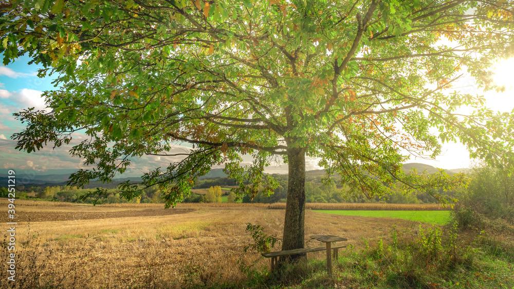 Lonley bench and tree in autumn sunset in mountains. Lonley bench and tree in autumn sunset in mountains.