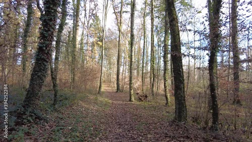 Wallpaper Mural Wald in Süddeutschland im Winter Torontodigital.ca