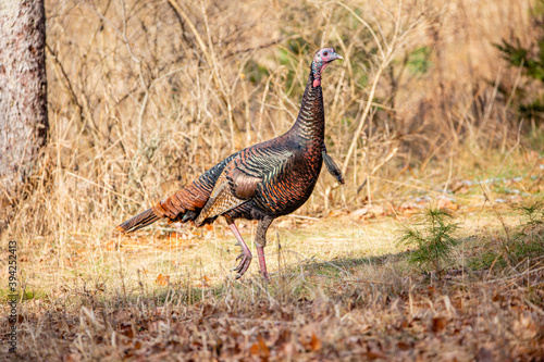 Canvas Print Male wild turkey (Meleagris gallopavo) in a Wisconsin field in autumn