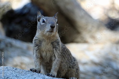 Squirrels in Yosemite National Park