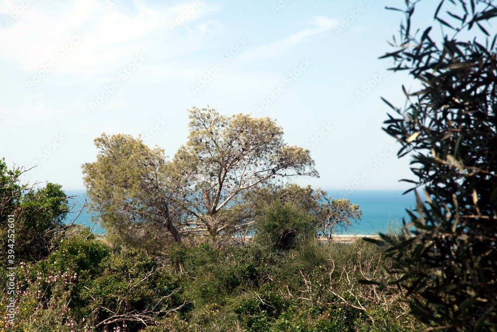 Obraz premium The top of a The Oak tree in front of blue sky and white sea, when the branches moving with the strong wind. Took from the Carmel mountain and show the sharp leaves with more than one green colour.