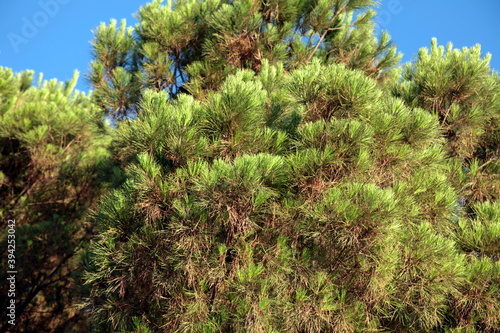 The top of a pine tree in front of blue sky, when the large branches moving with the strong wind. Sharp leaves and clear colours.