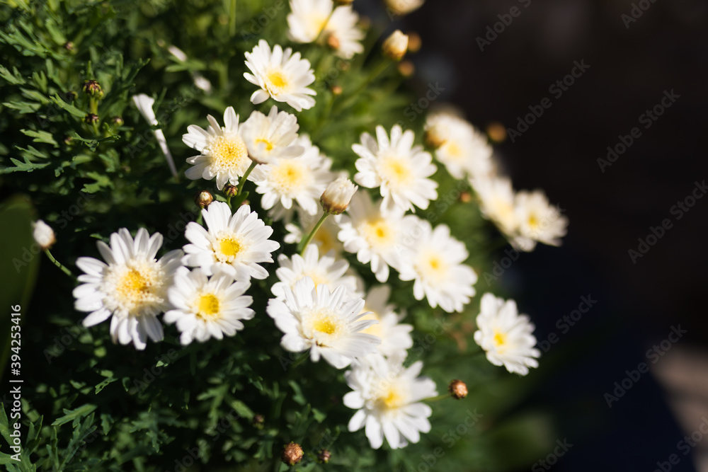 Fototapeta premium Detail of a big wild bouquet of daisies, bellis perennis