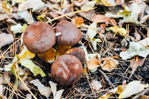Imleria badia mushroom, Polish mushroom. Edible mushroom growing in the autumn fox.