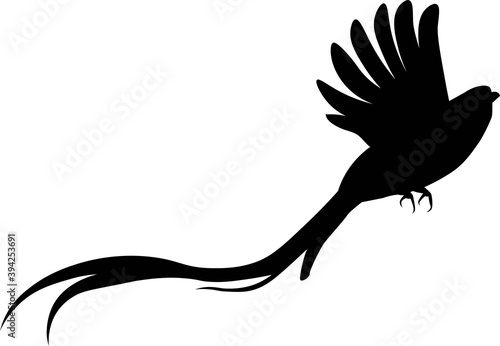 Shadow of quetzal bird (Pharomachrus mocinno). Legendary Aztec and Mayan bird. National symbol of Guatemala. Black flat drawing.  Vector illustration EPS 8.
