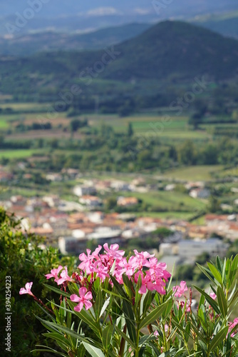 flowers in the mountains