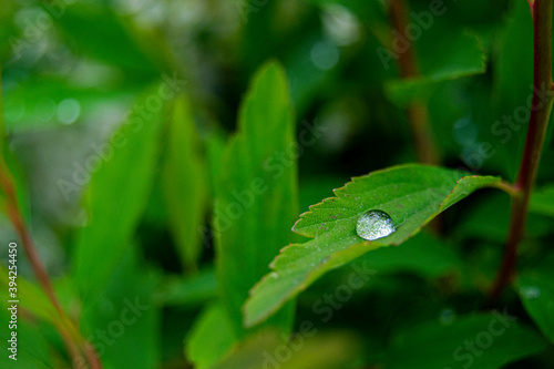 Gota de agua sobre hoja.