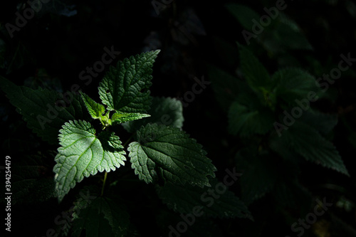 Ortica con luz y alrededor oscuro