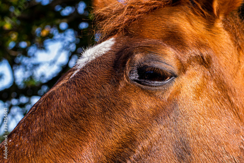 Plano cerrado caball