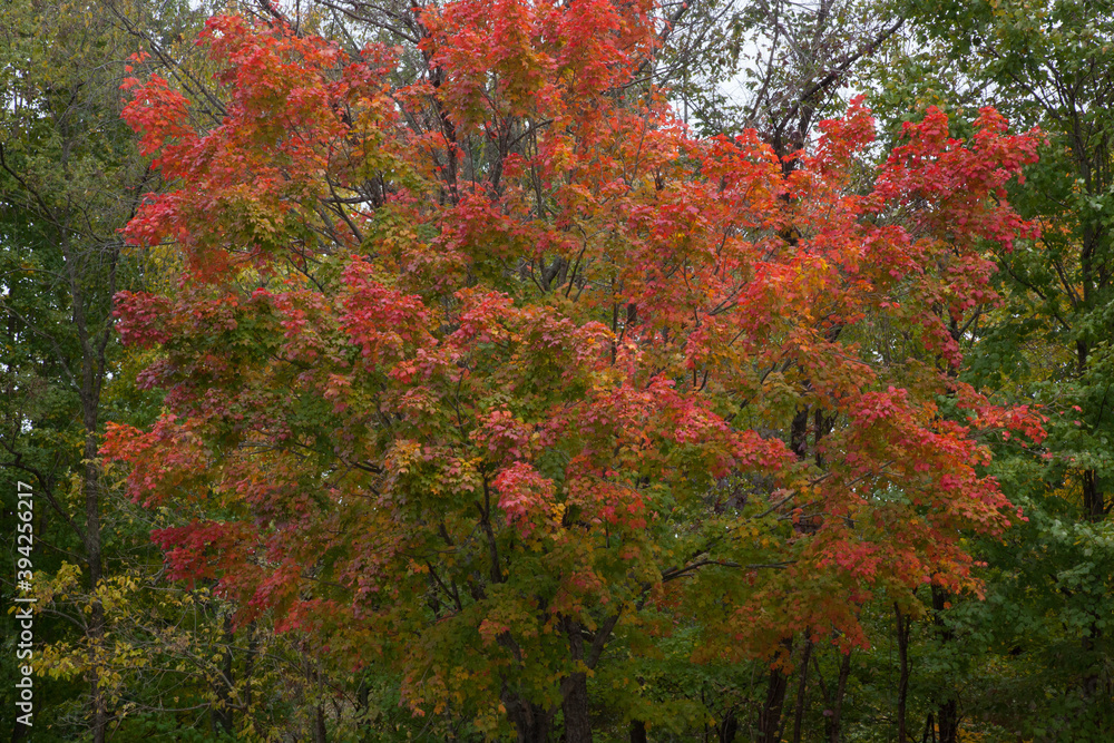 Colorful Fall Trees