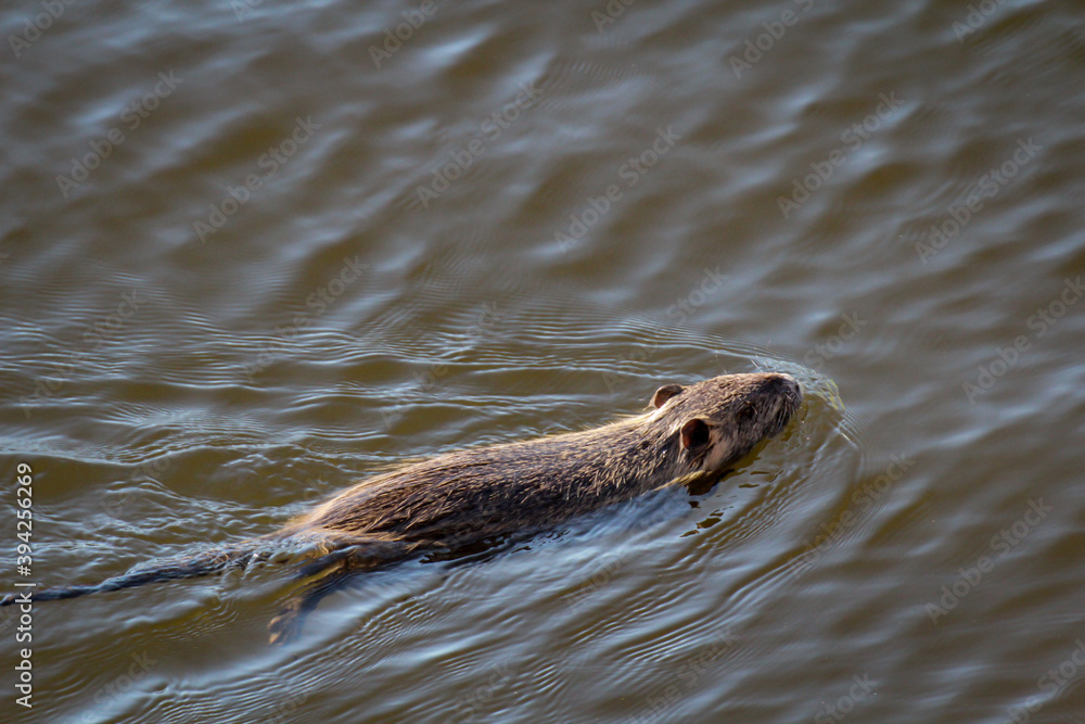Fototapeta premium Ein Bisam, Nutria in einem Fluss.