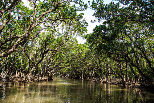 The virgin mangrove forests of Amami Oshima_26 photo