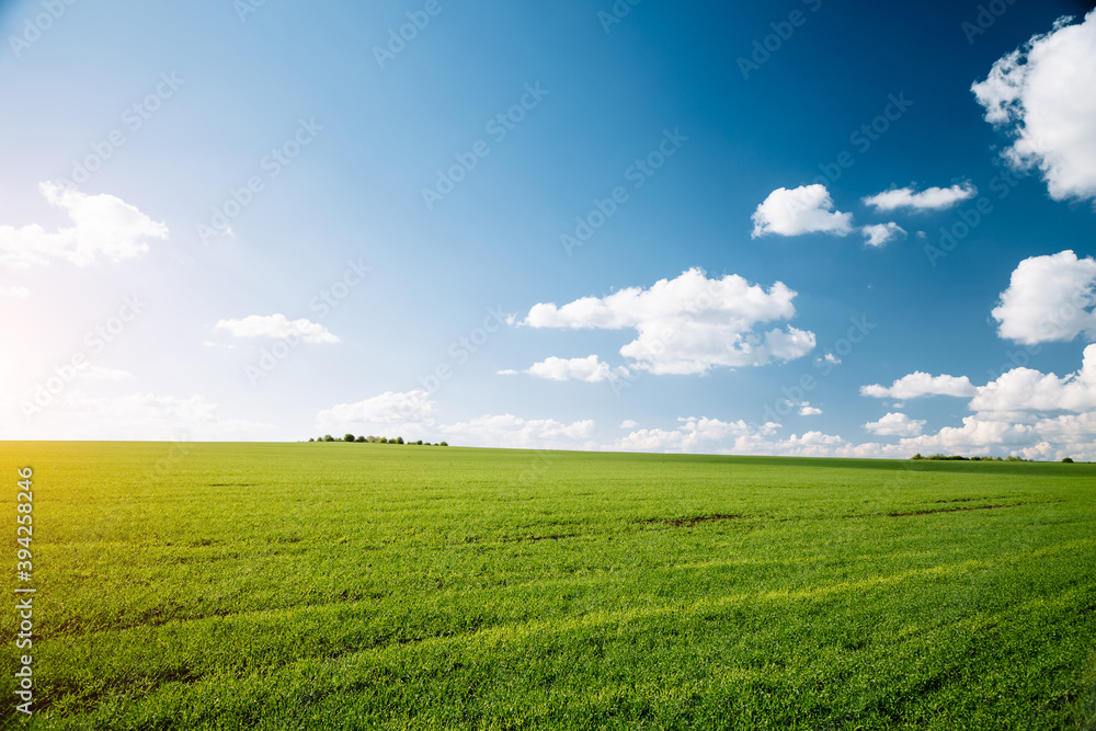 Bright green field and perfect blue sky. Agricultural area of Ukraine, Europe. Bright green field and perfect blue sky. Agricultural area of Ukraine, Europe.