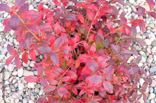 Bright red and green Berberis thunbergii - Japanese barberry - leaves background. Creative autumn background of barberry bush leaves. Seasonal concept. Red green barberry leaves in autumn