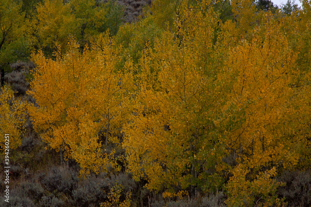 Colorful Fall Trees