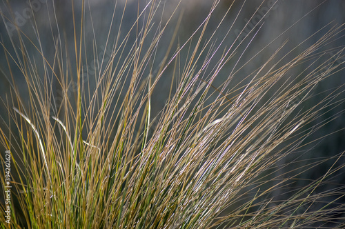 Delikatne trawy pochylone od wiatru rosnące w dużych skupiskach na polanie