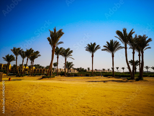 palms at the beach in Marsa Alam