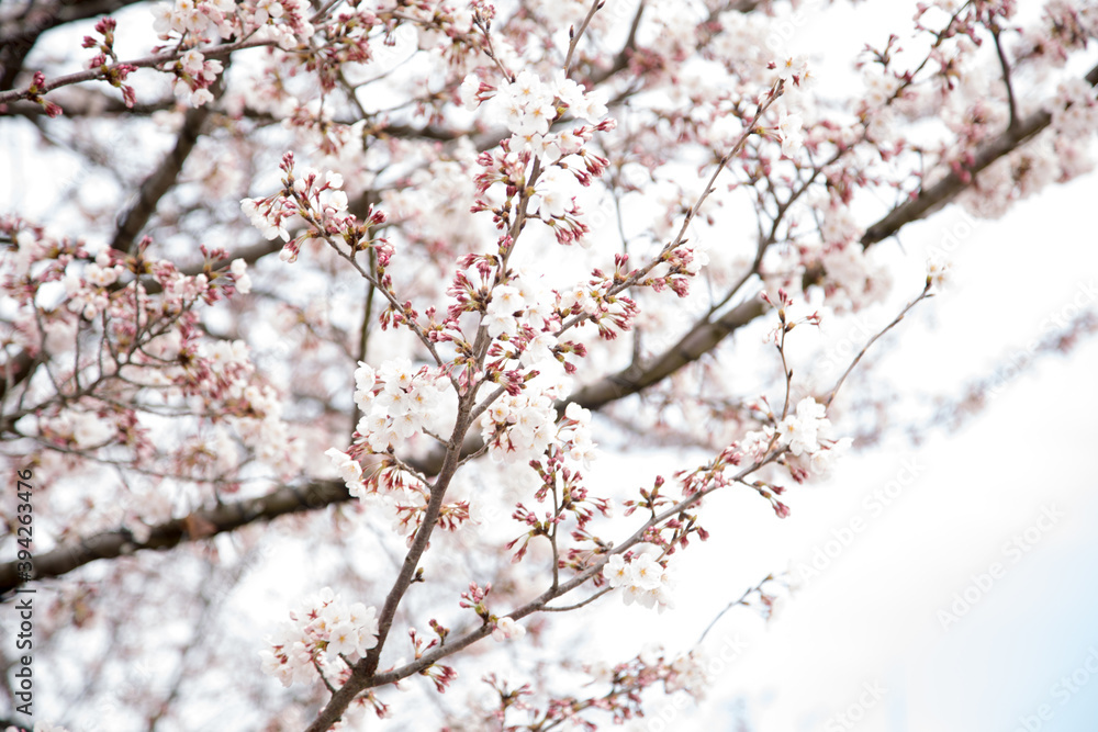 Cherry blossoms in Tokyo_04