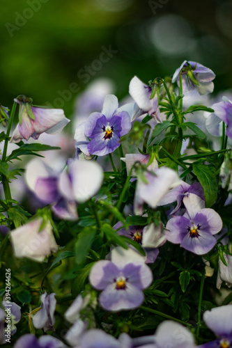 flowers in a garden