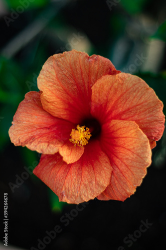 orange hibiscus flower