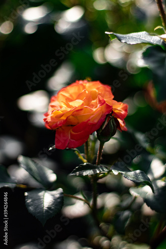 red rose in the garden