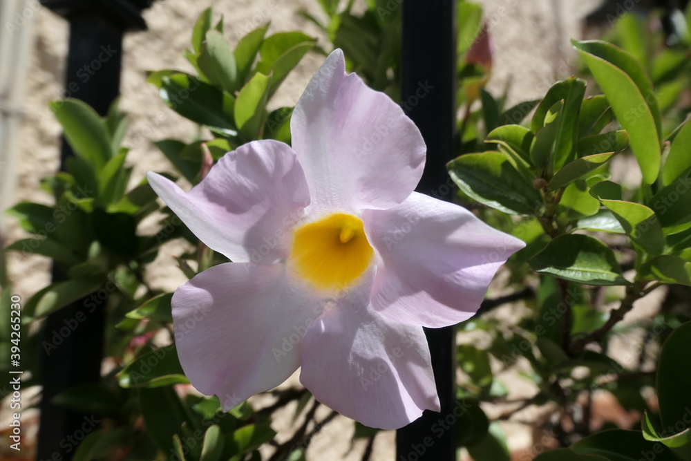 Obraz premium pink orchid flower