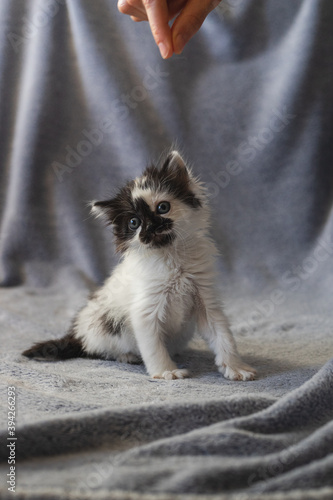 Small cute black and white kitty sitting on a blue blanket
