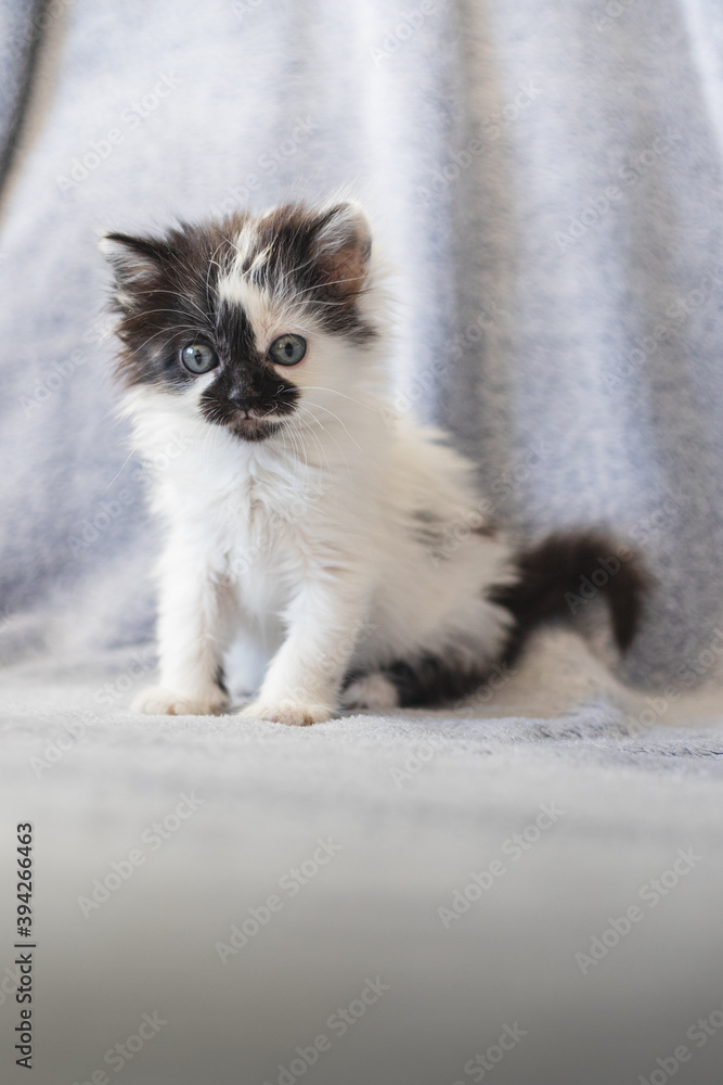 Cute black and white kitty sitting