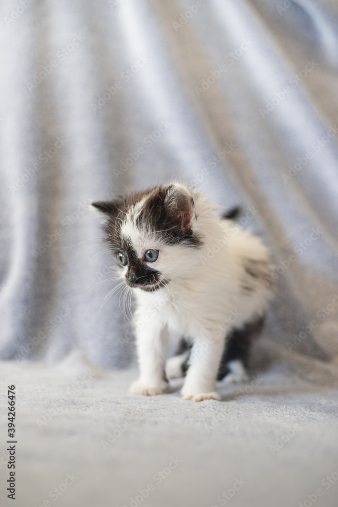 Cute black and white kitty with blue eyes Cute black and white kitty with blue eyes