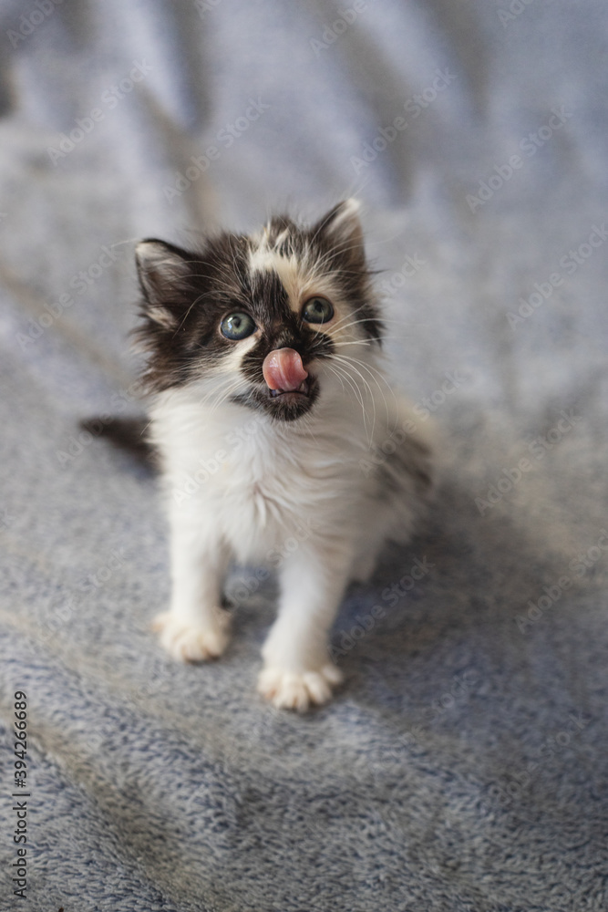 Cute little kitty licking his nose on a blanket