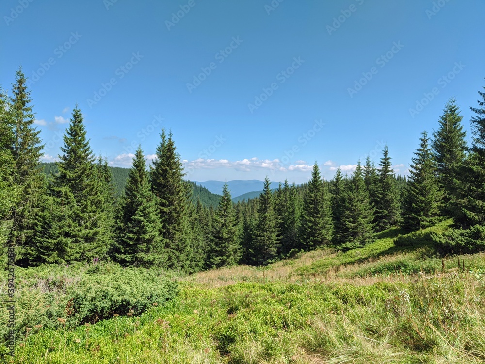 A magnificent view on fir-trees in a sunny day with mountains and clear blue sky on the background.