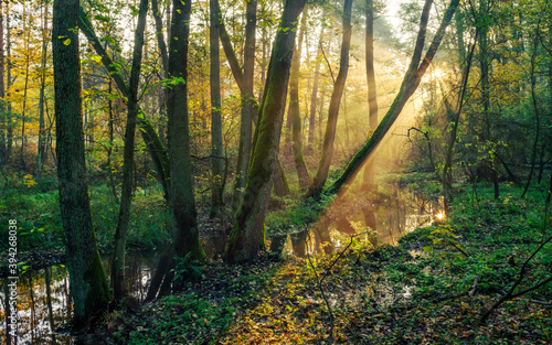 Poranne słońce oświetla jesienny las. Nad rzeką Czarną w dorzeczu Bzury, pomiędzy Zgierzem a Szczawinem