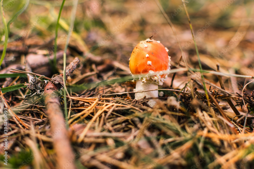 Fly agaric or Amanita muscaria. A toxic inedible toadstool mushroom Fly agaric or Amanita muscaria. A toxic inedible toadstool mushroom