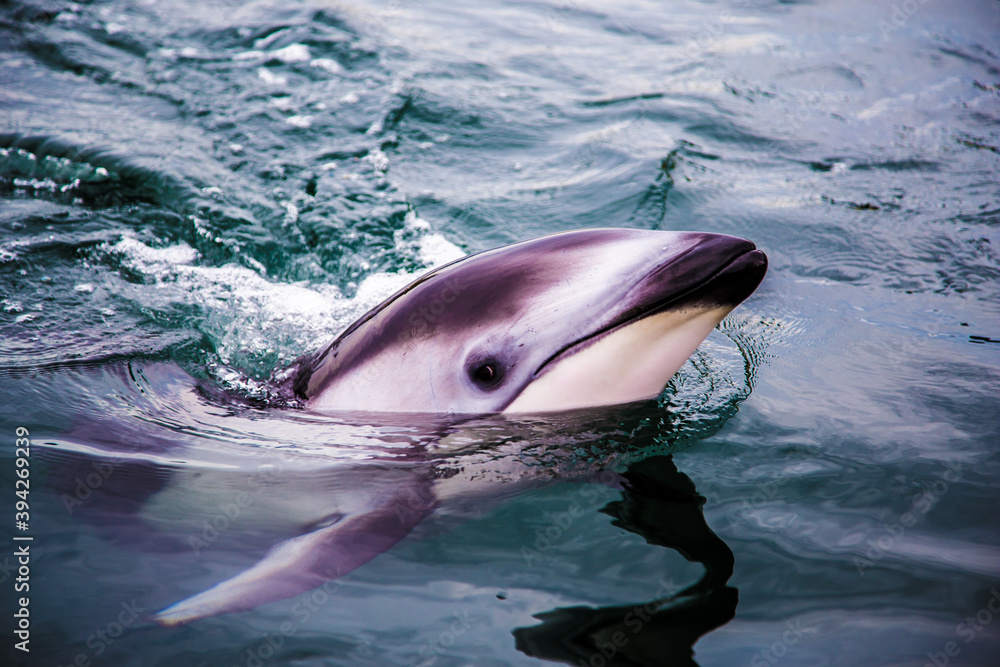 Fototapeta premium Dolphins swimming nearby_18