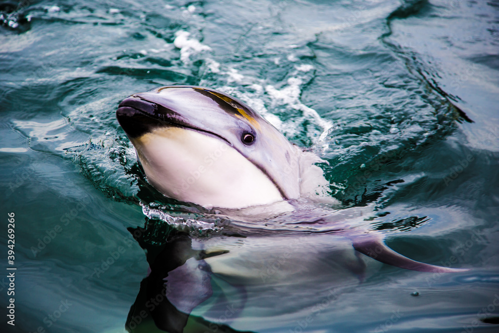 Obraz premium Dolphins swimming nearby_17