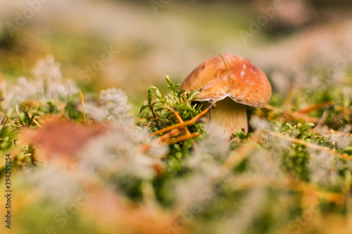 Beautiful boletus edulis mushroom banner in amazing green moss.