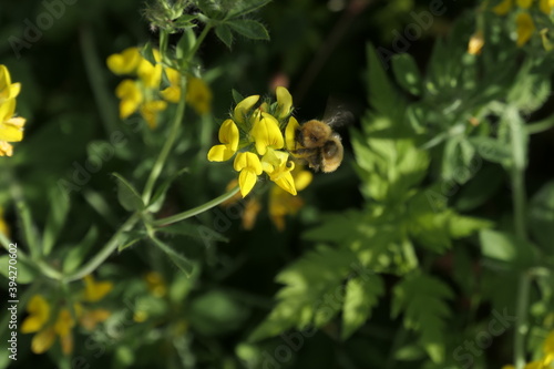 bee on yellow flower