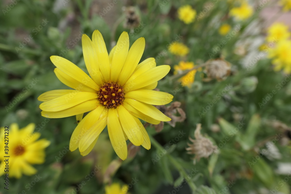 yellow flower in the garden yellow flower in the garden