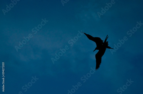 silhouette of a flying eagle