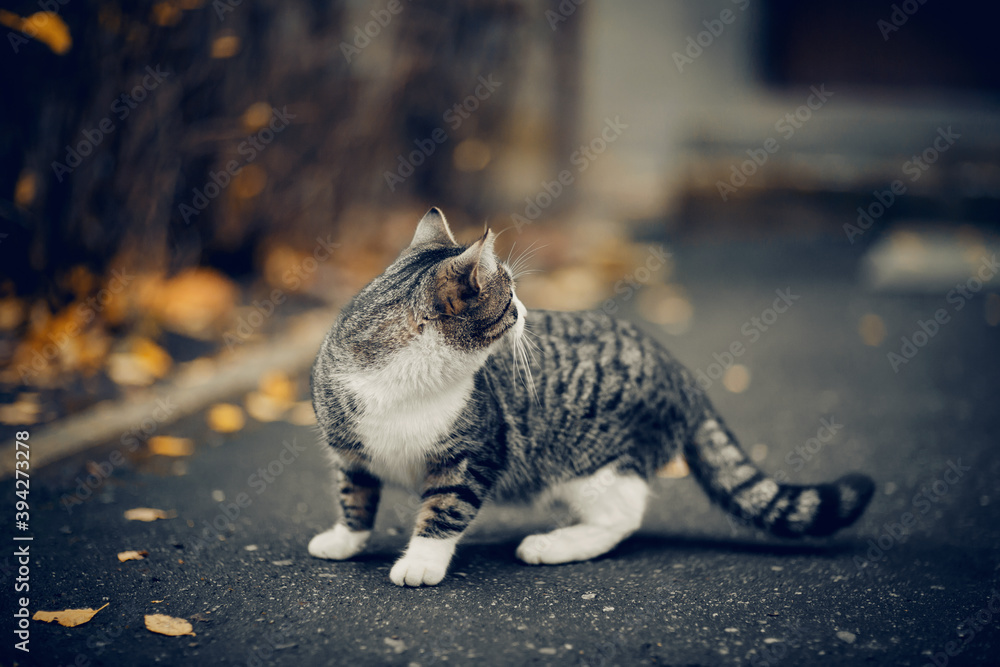 Naklejka premium Homeless street cat in the fall.