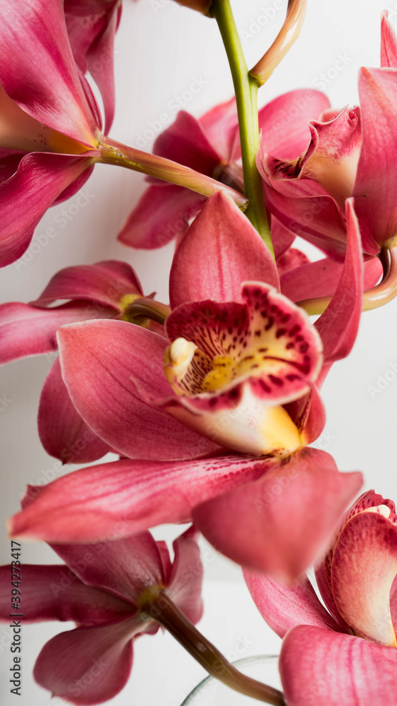 pink orchid on a white background pink orchid on a white background