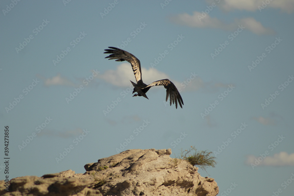 Andean condor taking off from a rock in Argentina Andean condor taking off from a rock in Argentina