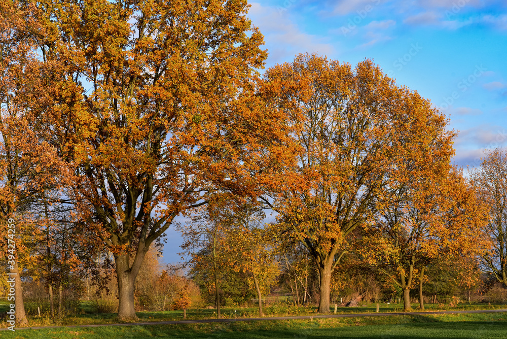 Herbstbäume, Herbststimmung, Herbstfärbung, gold gelbe Laubfärbung, Bäume im Herbst, warme Farben, schön, auf dem Land, Natur, Ruhe, fernab vom Trubel, entspannen