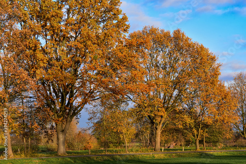 Herbstbäume, Herbststimmung, Herbstfärbung, gold gelbe Laubfärbung, Bäume im Herbst, warme Farben, schön, auf dem Land, Natur, Ruhe, fernab vom Trubel, entspannen